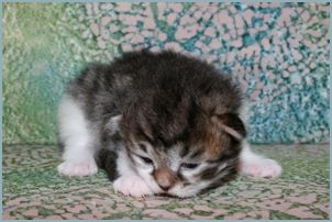 Female Siberian Kitten from Deedlebug Siberians